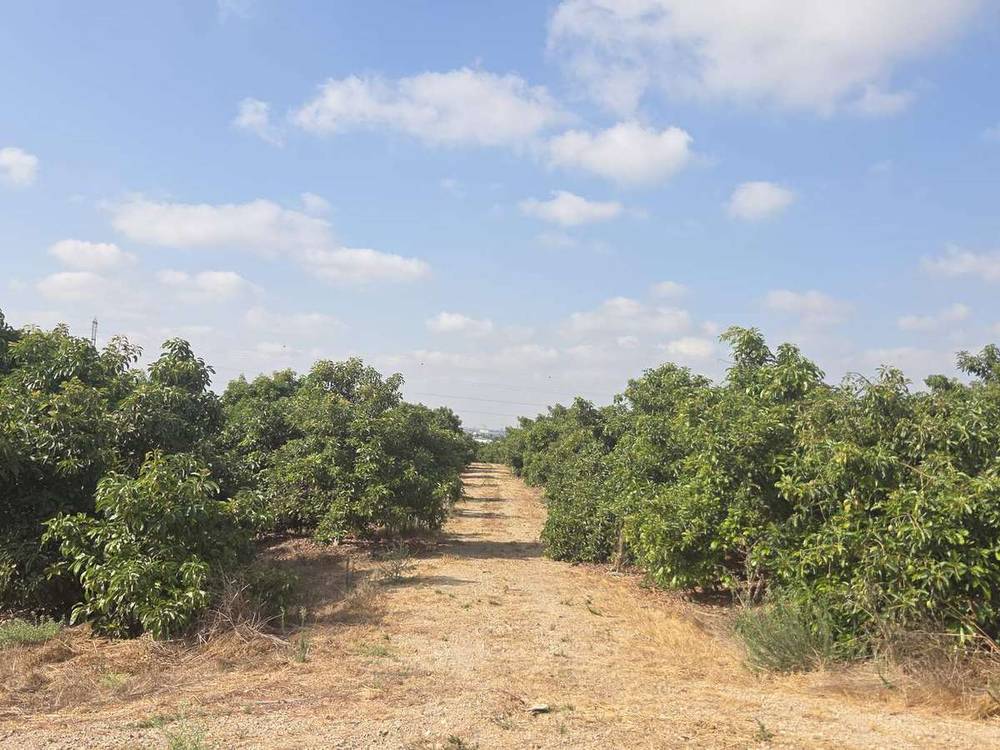 מטע אבוקדו של המושב בשעת בוקר